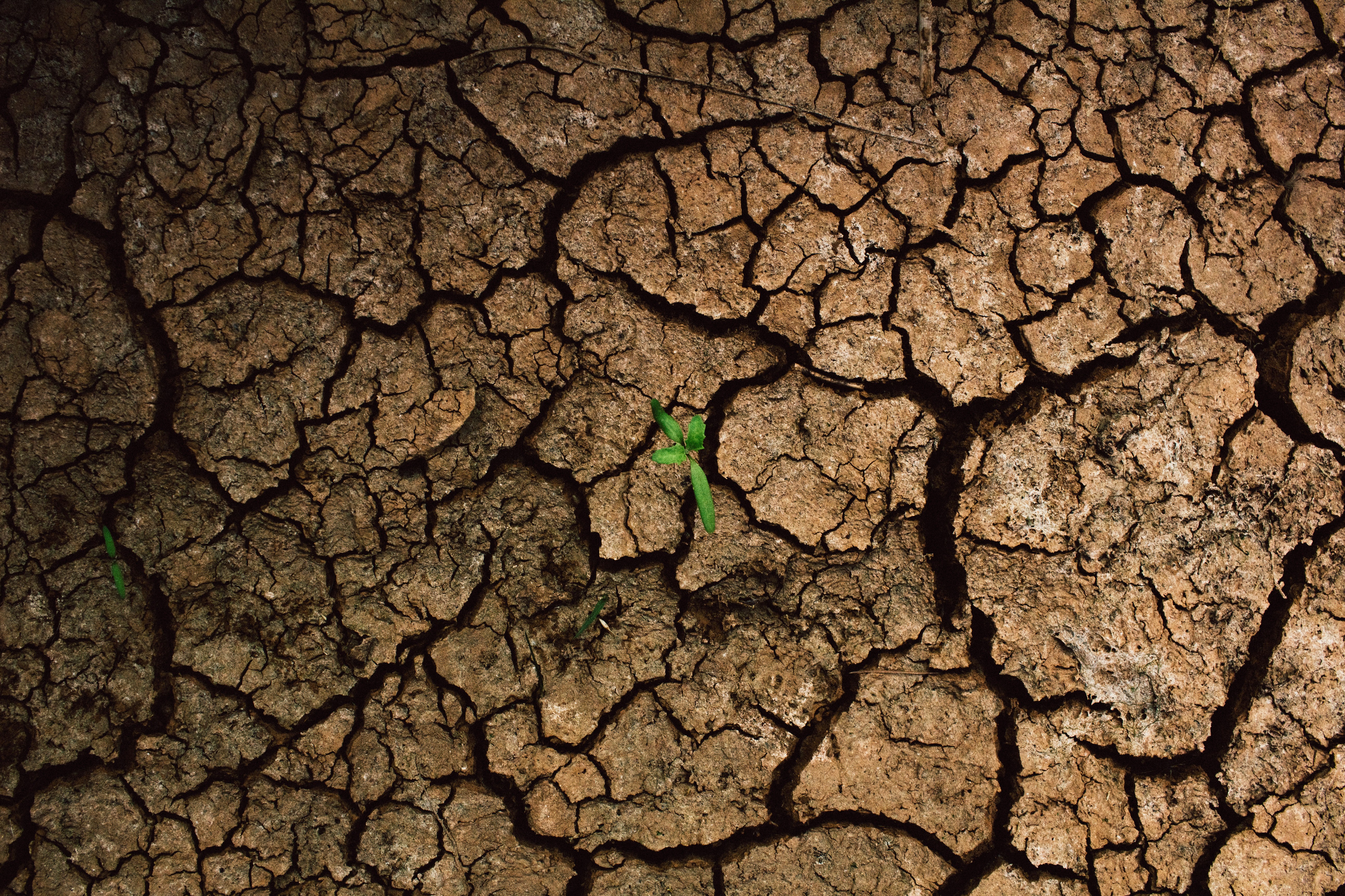 Drought Stress in Forests: Mastering the SPEI Package for Climate Analysis