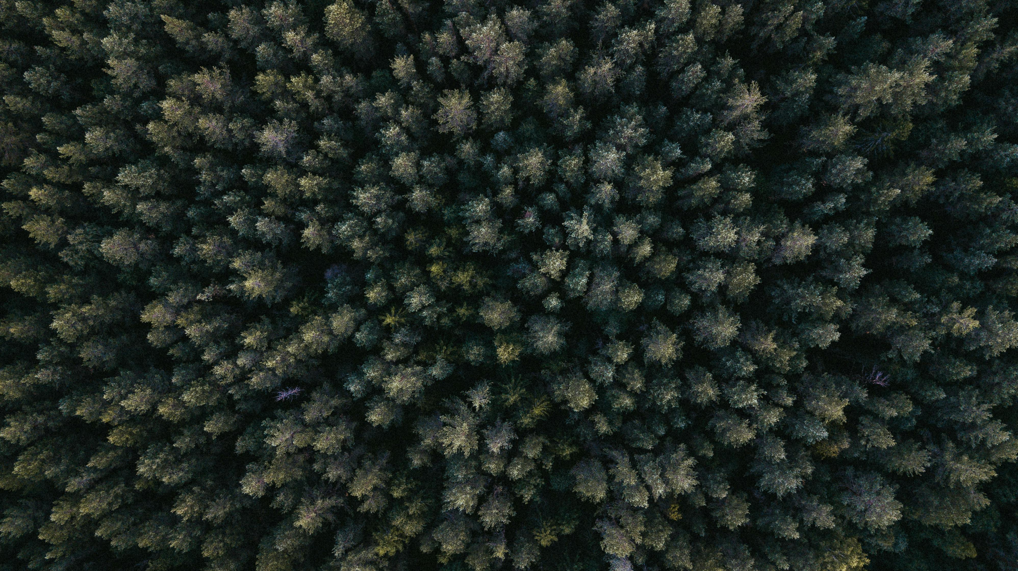 Automating Forest Data Extraction: From Multiple Files to Analysis-Ready Datasets