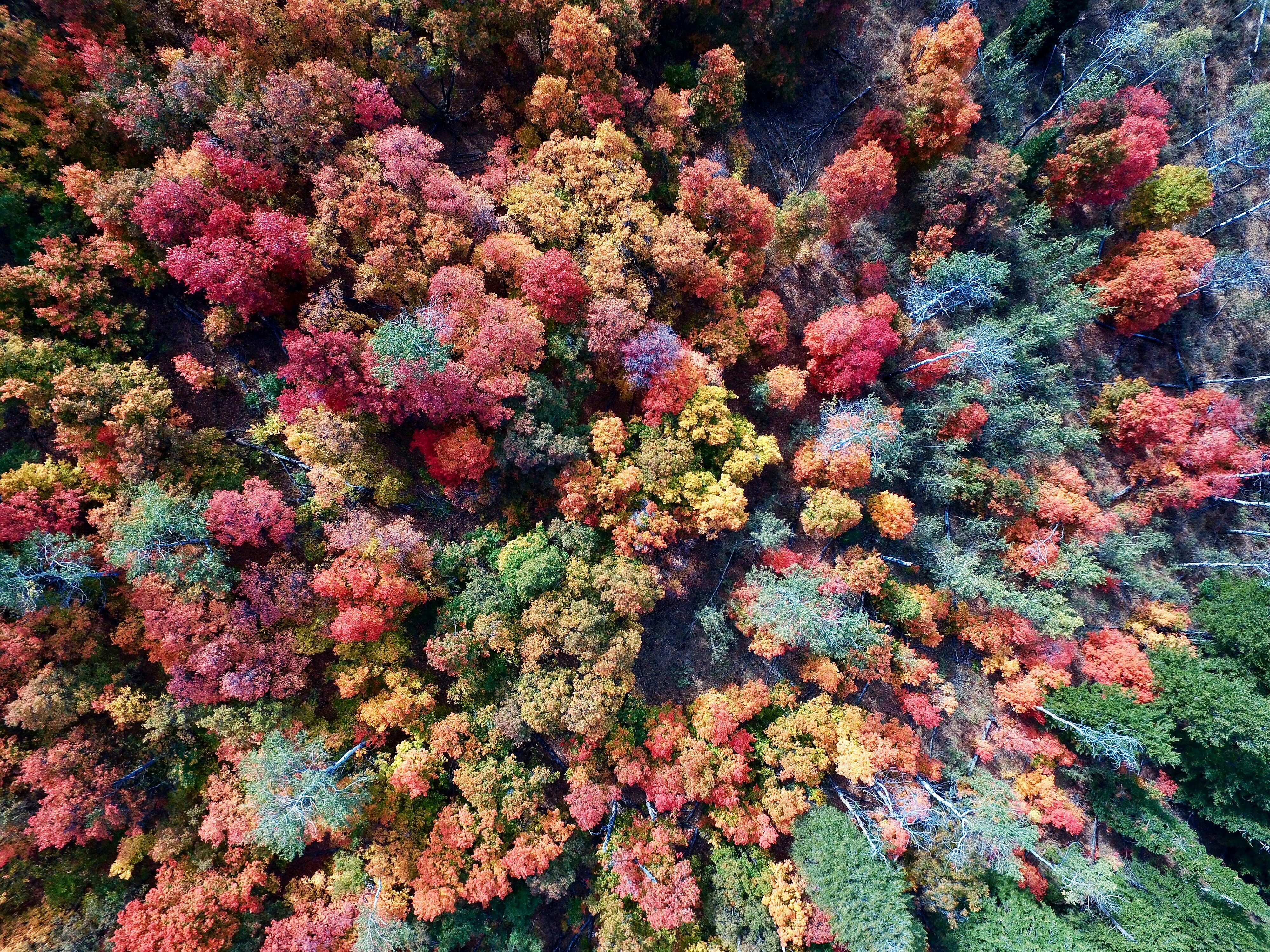 Introduction to Google Earth Engine: A Powerful Tool for Modern Forest Science